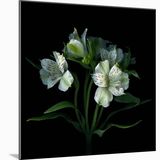 White Alstroemeria-Magda Indigo-Mounted Photographic Print