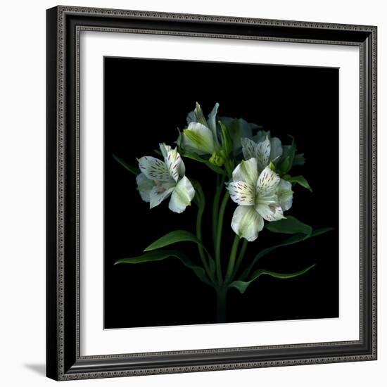 White Alstroemeria-Magda Indigo-Framed Photographic Print