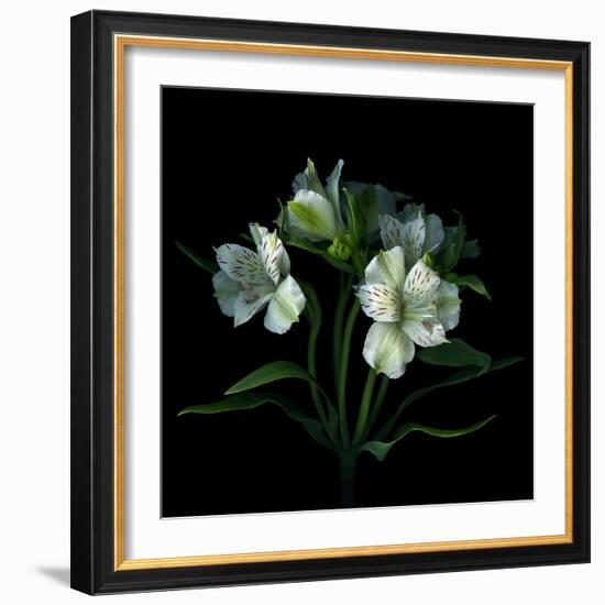 White Alstroemeria-Magda Indigo-Framed Photographic Print