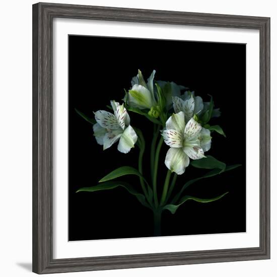 White Alstroemeria-Magda Indigo-Framed Photographic Print