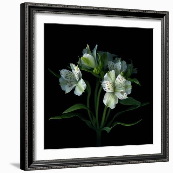 White Alstroemeria-Magda Indigo-Framed Photographic Print