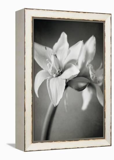 White Amaryllis I-Laura Marshall-Framed Stretched Canvas