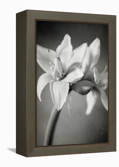 White Amaryllis I-Laura Marshall-Framed Stretched Canvas