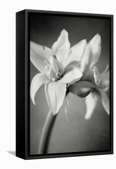 White Amaryllis I-Laura Marshall-Framed Stretched Canvas