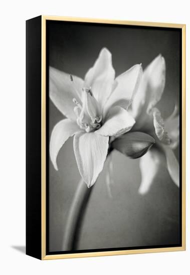 White Amaryllis I-Laura Marshall-Framed Stretched Canvas