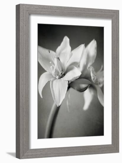 White Amaryllis I-Laura Marshall-Framed Photo