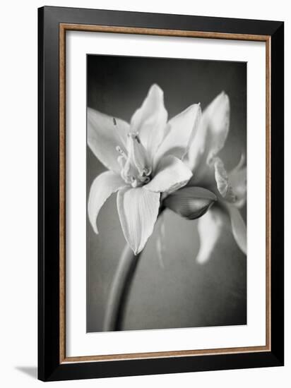 White Amaryllis I-Laura Marshall-Framed Photo