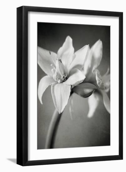 White Amaryllis I-Laura Marshall-Framed Photo