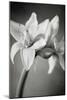 White Amaryllis I-Laura Marshall-Mounted Photo