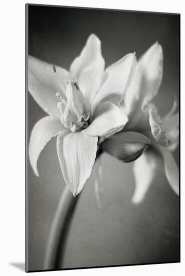 White Amaryllis I-Laura Marshall-Mounted Photo