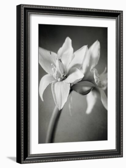 White Amaryllis I-Laura Marshall-Framed Photo