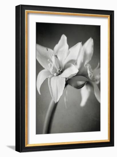 White Amaryllis I-Laura Marshall-Framed Photo