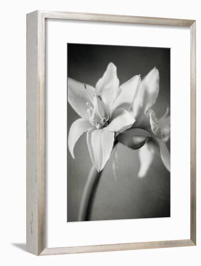 White Amaryllis I-Laura Marshall-Framed Photo