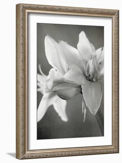 White Amaryllis II-Laura Marshall-Framed Photo