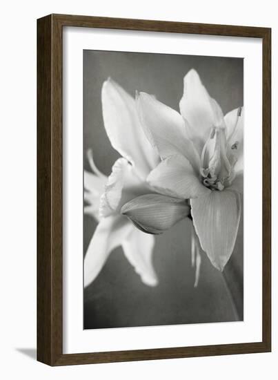 White Amaryllis II-Laura Marshall-Framed Photo