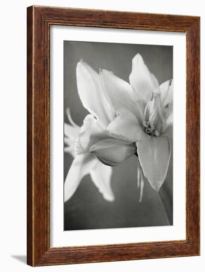 White Amaryllis II-Laura Marshall-Framed Photo