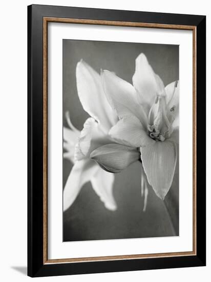 White Amaryllis II-Laura Marshall-Framed Photo