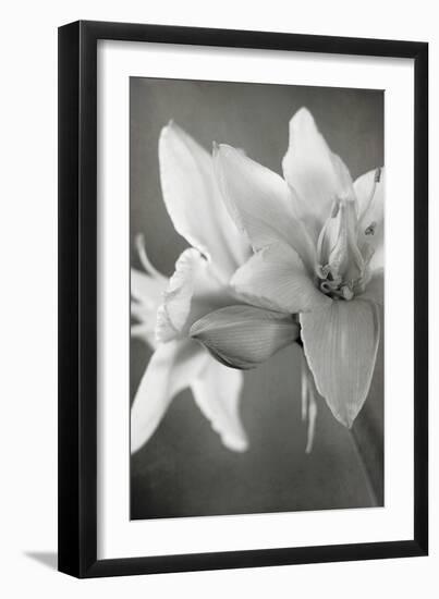 White Amaryllis II-Laura Marshall-Framed Photo