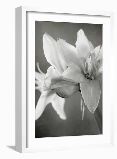 White Amaryllis II-Laura Marshall-Framed Photo