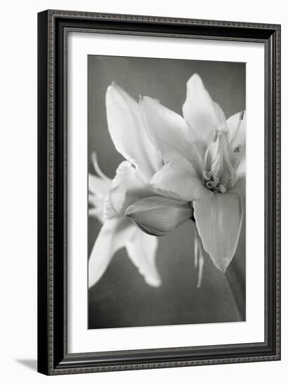 White Amaryllis II-Laura Marshall-Framed Photo