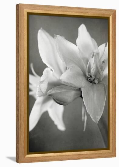 White Amaryllis II-Laura Marshall-Framed Stretched Canvas