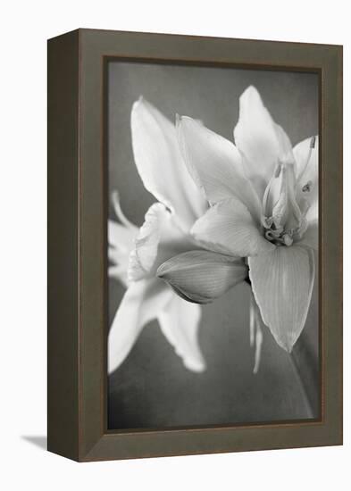 White Amaryllis II-Laura Marshall-Framed Stretched Canvas