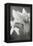 White Amaryllis II-Laura Marshall-Framed Stretched Canvas