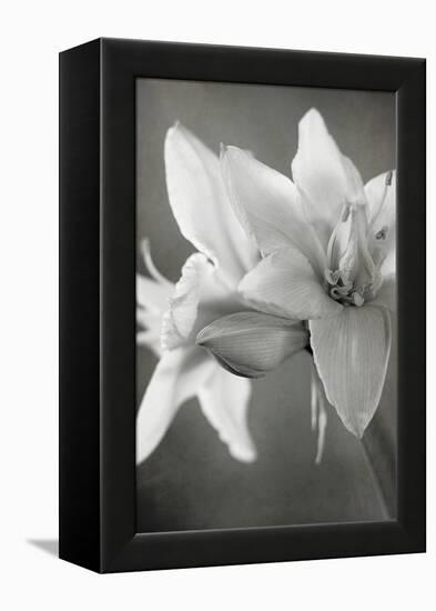 White Amaryllis II-Laura Marshall-Framed Stretched Canvas