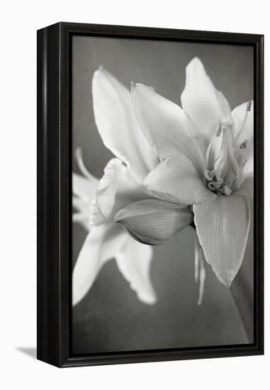 White Amaryllis II-Laura Marshall-Framed Stretched Canvas