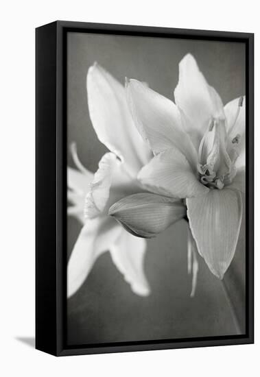 White Amaryllis II-Laura Marshall-Framed Stretched Canvas