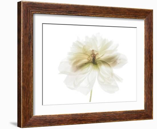 White and Gold Peony-Judy Stalus-Framed Art Print