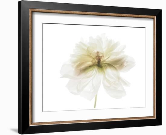 White and Gold Peony-Judy Stalus-Framed Art Print