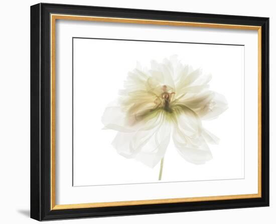 White and Gold Peony-Judy Stalus-Framed Art Print