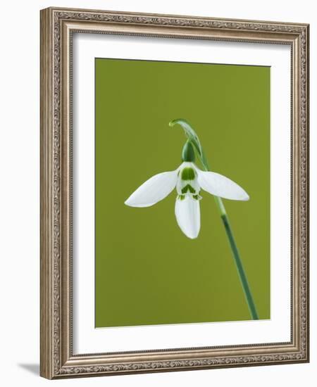 White and Green Orchid-Clive Nichols-Framed Photographic Print