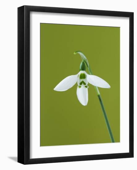 White and Green Orchid-Clive Nichols-Framed Photographic Print