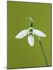 White and Green Orchid-Clive Nichols-Mounted Photographic Print