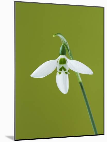 White and Green Orchid-Clive Nichols-Mounted Photographic Print