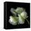 White And Green Parrot Tulip-Magda Indigo-Framed Stretched Canvas