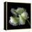 White And Green Parrot Tulip-Magda Indigo-Framed Stretched Canvas