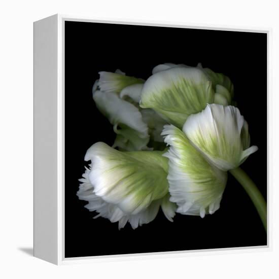 White And Green Parrot Tulip-Magda Indigo-Framed Stretched Canvas