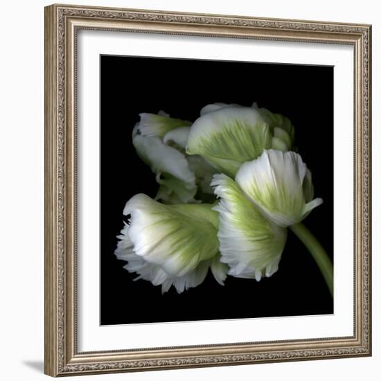 White And Green Parrot Tulip-Magda Indigo-Framed Photographic Print