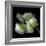 White And Green Parrot Tulip-Magda Indigo-Framed Photographic Print