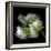 White And Green Parrot Tulip-Magda Indigo-Framed Photographic Print