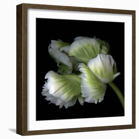 White And Green Parrot Tulip-Magda Indigo-Framed Photographic Print