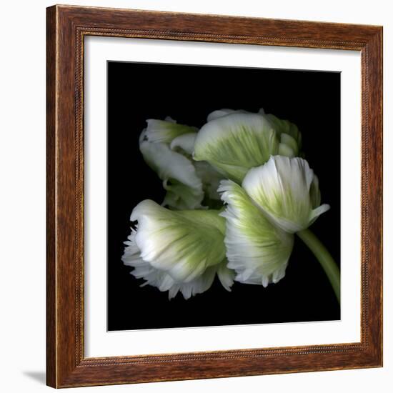 White And Green Parrot Tulip-Magda Indigo-Framed Photographic Print