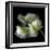 White And Green Parrot Tulip-Magda Indigo-Framed Photographic Print