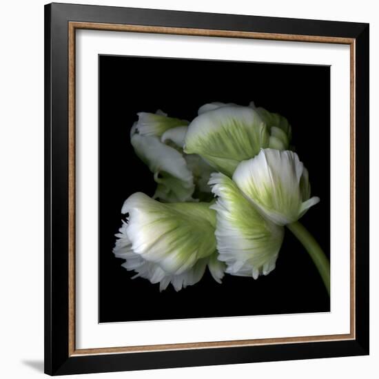White And Green Parrot Tulip-Magda Indigo-Framed Photographic Print