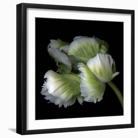 White And Green Parrot Tulip-Magda Indigo-Framed Photographic Print