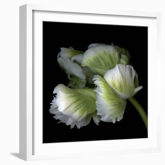 White And Green Parrot Tulip-Magda Indigo-Framed Photographic Print