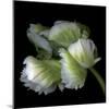 White And Green Parrot Tulip-Magda Indigo-Mounted Photographic Print